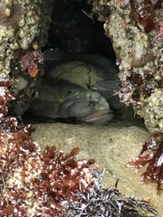 Cebidichthys violaceus