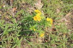 Lithospermum canescens