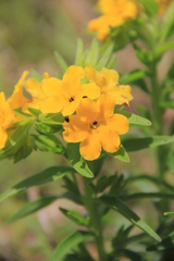 Lithospermum canescens
