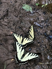 Papilio appalachiensis