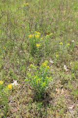 Lithospermum canescens