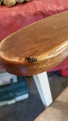 Dasysyrphus intrudens