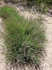 Muhlenbergia filiformis