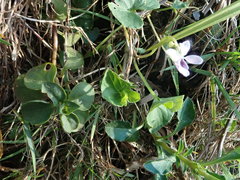 Viola formosana