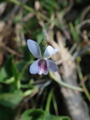 Viola formosana