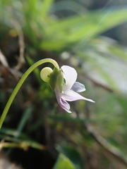 Viola formosana