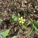 photo of Buttercups (Ranunculus)