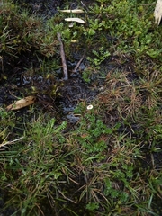 Plagiocheilus soliviformis