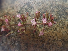 Clinopodium gracile