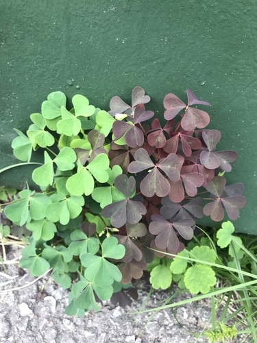 Statusis kiškiakopūstis nuotrauka