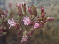 Clinopodium gracile