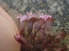 Clinopodium gracile