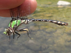 Ophiogomphus carolus