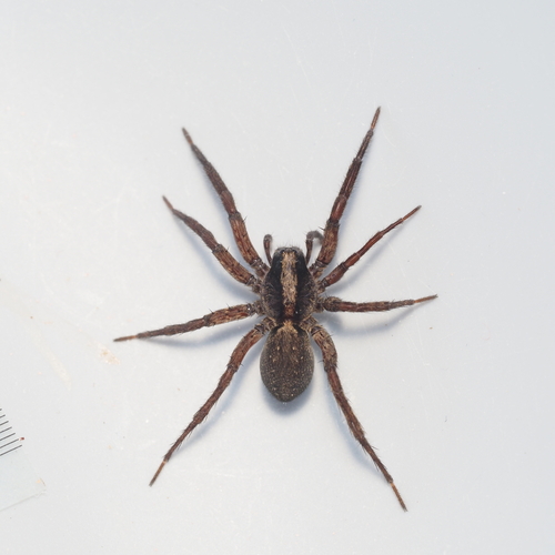 Schizocosa perplexa photo 4