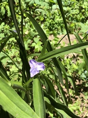 Tradescantia subaspera