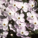 Carpet Phlox - Photo (c) Marcel Holyoak, some rights reserved (CC BY-NC-ND)
