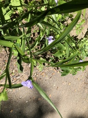 Tradescantia subaspera