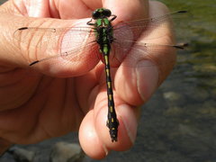 Ophiogomphus carolus