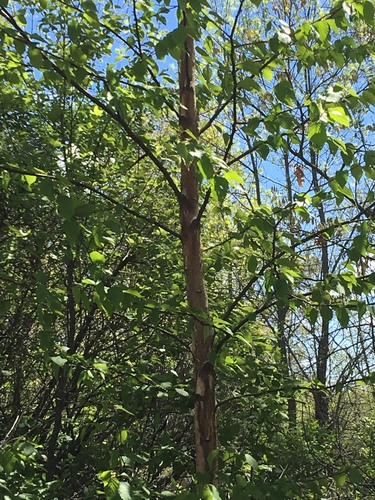photo of River Birch (Betula nigra)