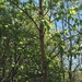 photo of River Birch (Betula nigra)