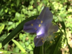Tradescantia subaspera