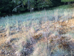 Festuca roemeri roemeri