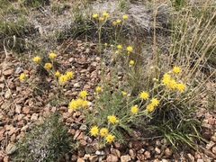 Hymenopappus filifolius