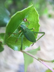 Platylyra californica