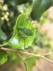 Platylyra californica