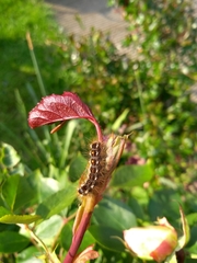 Euproctis chrysorrhoea