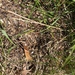 photo of Ants (Formicidae)