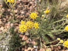 Hymenopappus filifolius