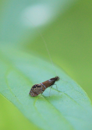 Ridings' Fairy Moth photo 4