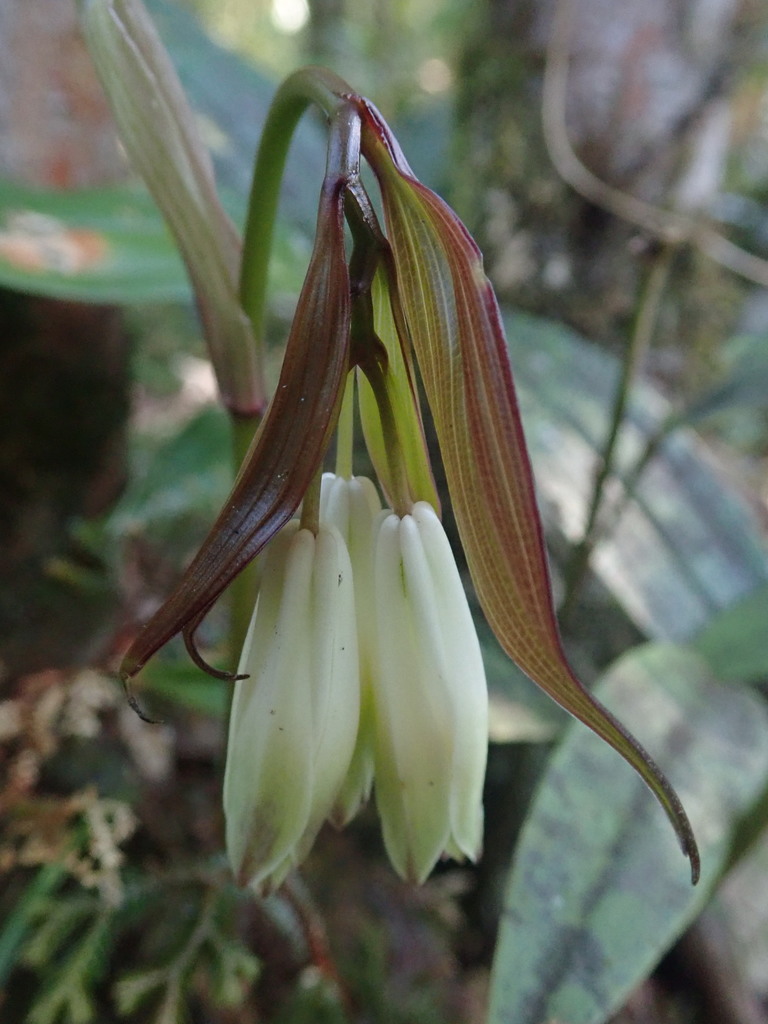 Disporum trabeculatum