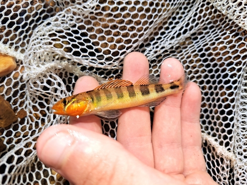 Gilt Darter
