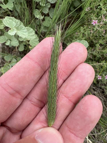 iNaturalist observation photo of Meadow barley