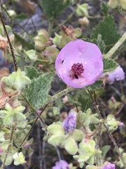 Malacothamnus foliosus