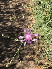 Centaurea diluta