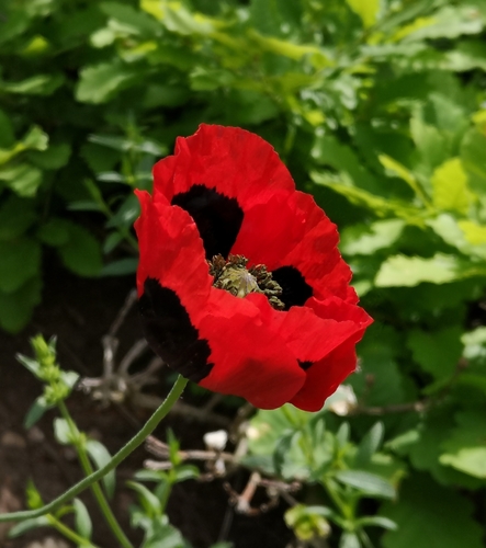 Image of Papaver commutatum by (c) Todd Boland, some rights reserved (CC BY)