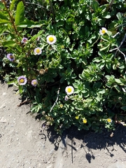 Erigeron glaucus