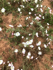 Oenothera engelmannii