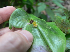Pleurothallis cordata