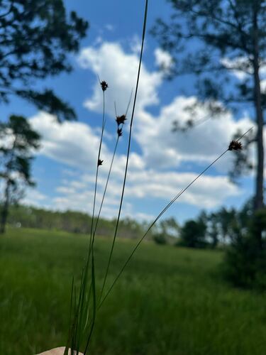 Rhynchospora filifolia, 2024-06-13