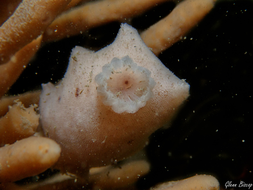 Velvet Dorid, Zeelandbrug, Zierikzee, Netherlands, photo 9 of 10