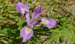 Iris tenax