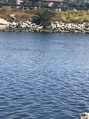 Aechmophorus occidentalis