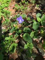 Viola canina