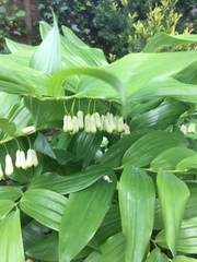 Polygonatum × hybridum