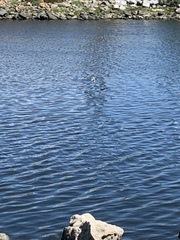 Aechmophorus occidentalis