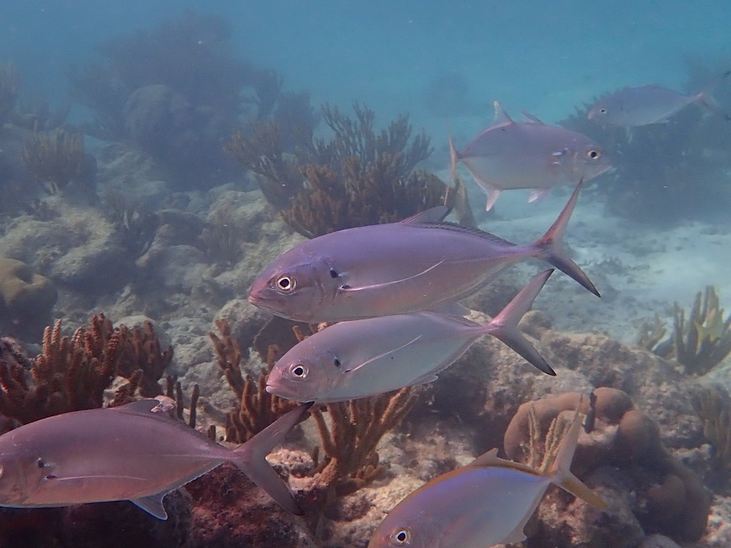 Crevalle jack (Caranx hippos) — Carangidae